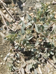 Atriplex maximowicziana