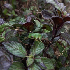 Pseudophilautus viridis