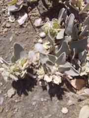 Atriplex maximowicziana