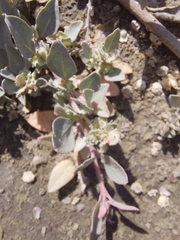 Atriplex maximowicziana