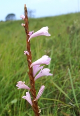 Watsonia densiflora