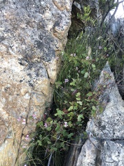 Pelargonium patulum patulum