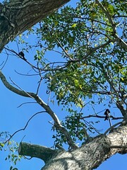 Dicrurus macrocercus