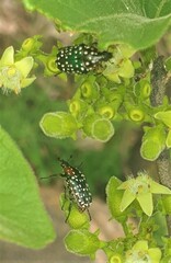 Oxythyrea marginalis