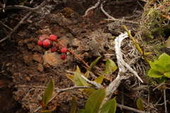 Agarista buxifolia image
