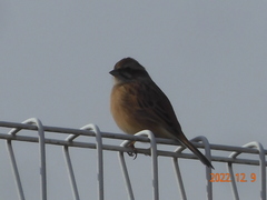 Emberiza cioides