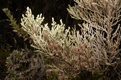 Seriphium passerinoides