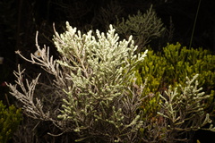 Seriphium passerinoides