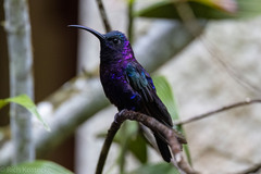 Campylopterus hemileucurus