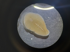 Polycladida