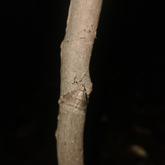 Operophtera relegata