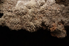 Stereocaulon vulcani