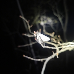 Operophtera relegata