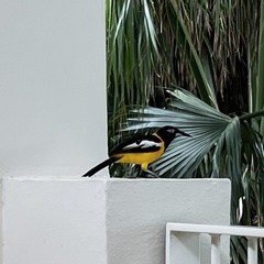 Icterus icterus