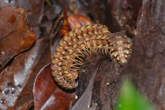Nyssodesmus python