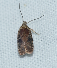 Agonopterix purpurea