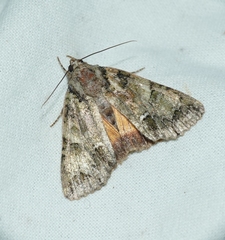 Polyphaenis sericata