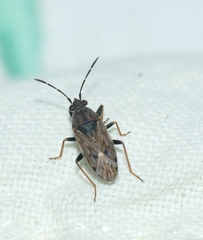 Peritrechus gracilicornis