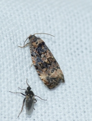 Endothenia