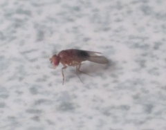 Drosophila melanogaster