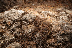 Campylopus crateris