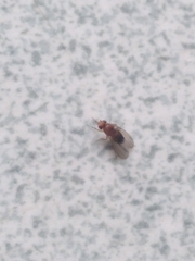 Drosophila melanogaster