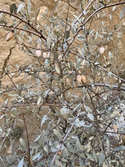 Prunus argentea