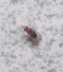 Drosophila melanogaster
