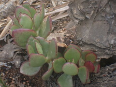 Crassula ovata