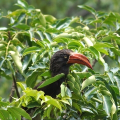 Lophoceros alboterminatus