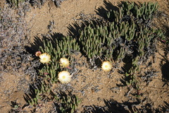 Cephalophyllum