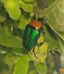 Leucocelis amethystina