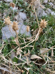 Centaurea gudrunensis