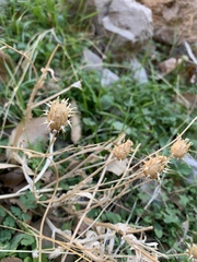 Centaurea gudrunensis