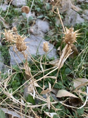 Centaurea gudrunensis