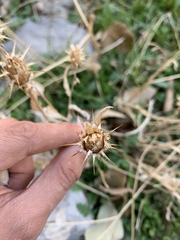 Centaurea gudrunensis
