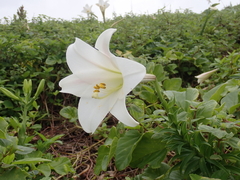 Lilium longiflorum scabrum