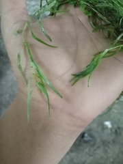 Callitriche palustris