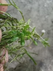 Callitriche palustris