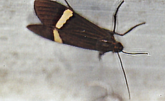 Aclytia heber