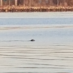 Phoca vitulina
