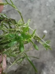 Callitriche palustris