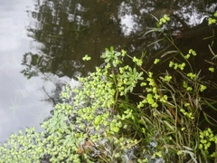 Callitriche palustris
