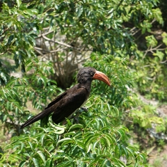 Lophoceros alboterminatus