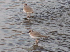 Charadrius placidus