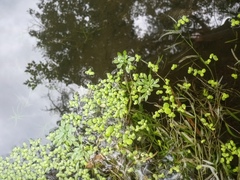 Callitriche palustris