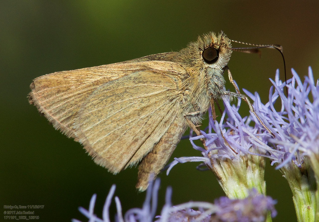 Julia's Skipper
