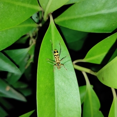 Chlorophorus annularis