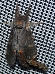 Notodonta dromedarius