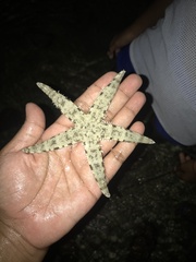Archaster typicus